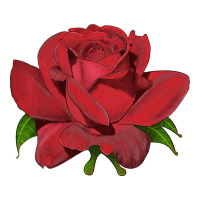 Oklahoma Rose Illustrations | Teevron