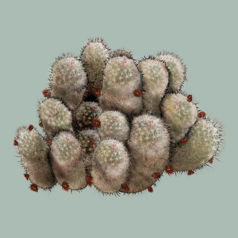 Brown Flowered Cactus Classic Tee by LillyAllenDesigns | Teevron
