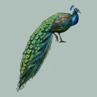 Peacock Heavyweight Hoodie | Teevron