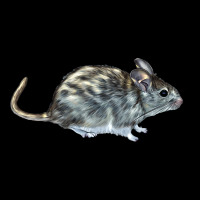 Packrat Aka, Woodrat Premium Tee | Teevron