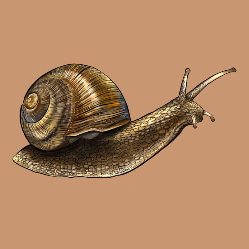 Snail Heavyweight Hoodie by LillyAllenDesigns | Teevron