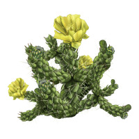 whipple cholla cactus | Teevron