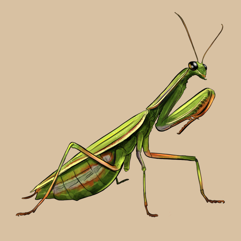 Mantis Heavyweight Hoodie by LillyAllenDesigns | Teevron
