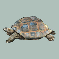 Tortoise Illustrations Heavyweight Hoodie | Teevron