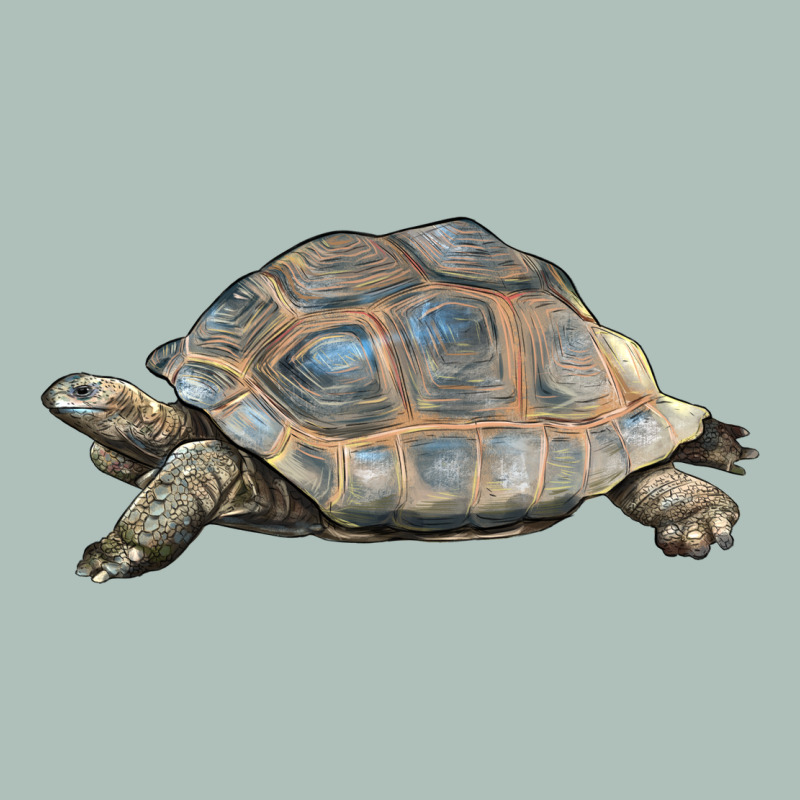 Tortoise Illustrations Heavyweight Hoodie by LillyAllenDesigns | Teevron