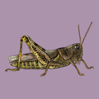 Grasshopper Heavyweight Hoodie | Teevron