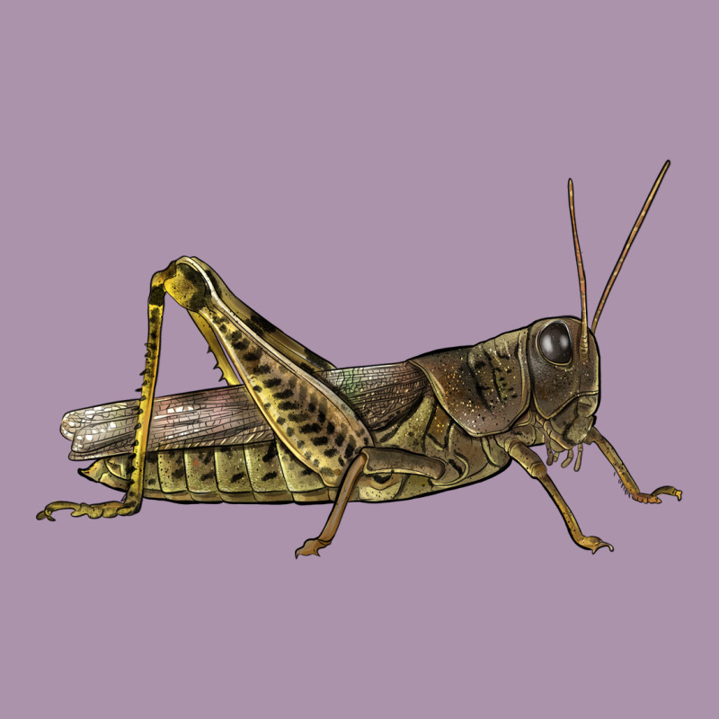 Grasshopper Heavyweight Hoodie by LillyAllenDesigns | Teevron