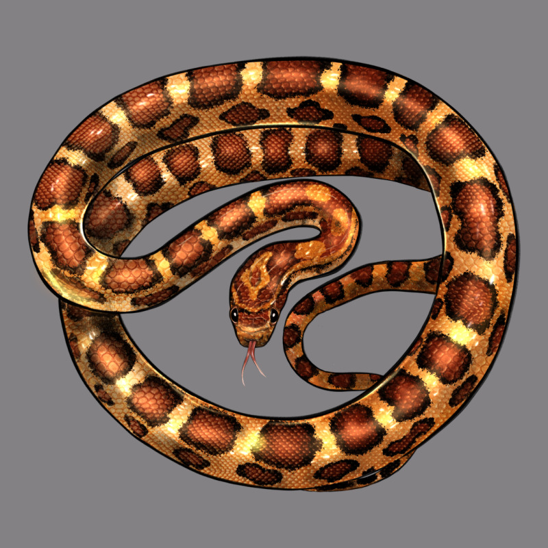 Corn Snake Illustrations Heavyweight Hoodie by LillyAllenDesigns | Teevron