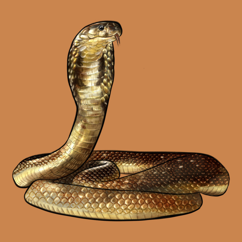 King Cobra Snake Heavyweight Hoodie by LillyAllenDesigns | Teevron