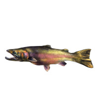 Steelhead Trout | Teevron