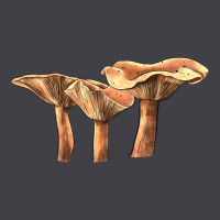 Lactarius Rufus Mushroom Heavyweight Hoodie | Teevron