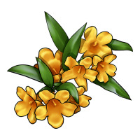 Yellow Jessamine Flower Illustrations | Teevron