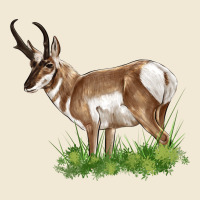 Pronghorn Ladies Tee | Teevron