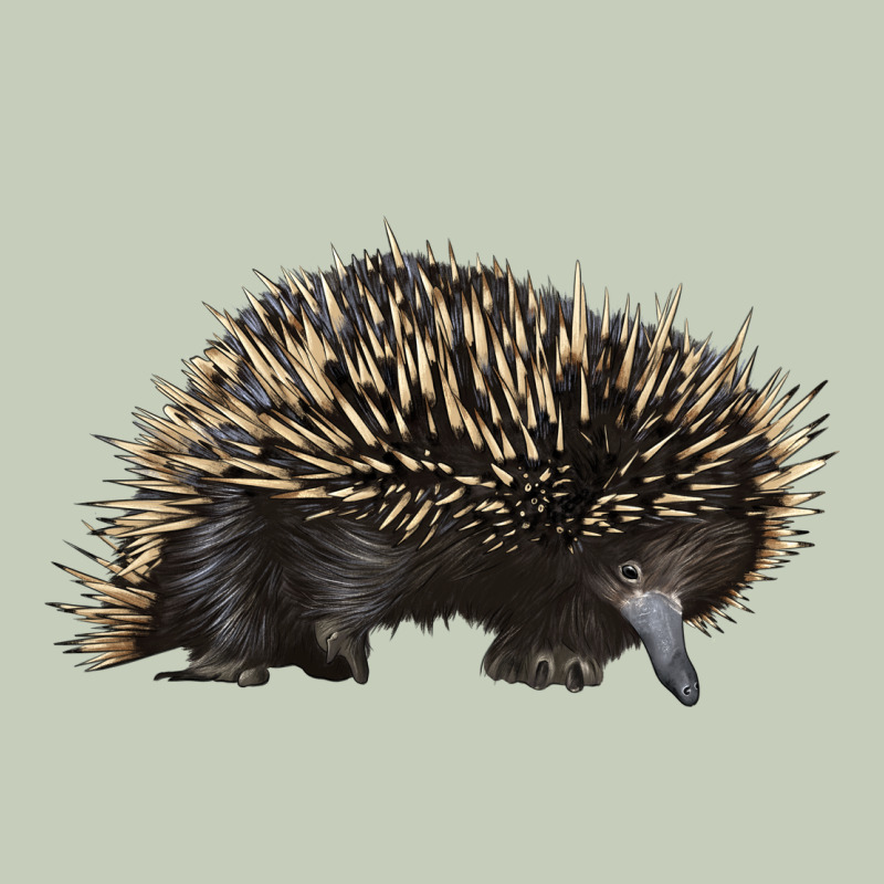 Short Beaked Echidna Ladies Tee by LillyAllenDesigns | Teevron