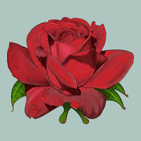 Oklahoma Rose Illustrations Premium Sweatshirt | Teevron