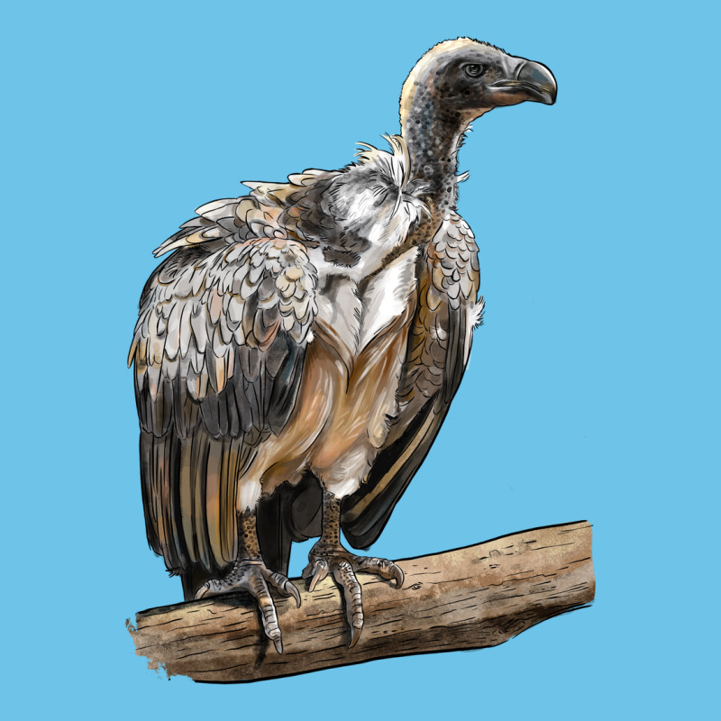 Vulture Bird Premium Sweatshirt by LillyAllenDesigns | Teevron