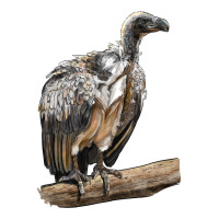 Vulture Bird | Teevron