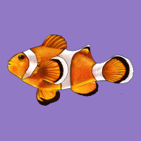 Clown Fish Side Urban Hoodie | Teevron