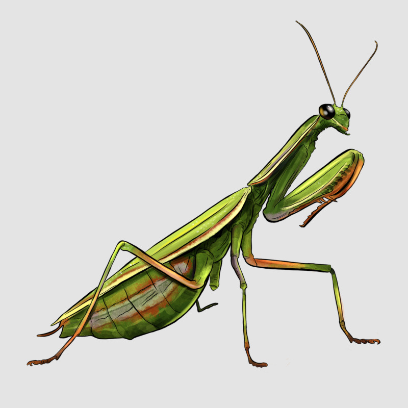 Mantis Premium Sweatshirt by LillyAllenDesigns | Teevron