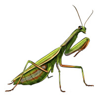 mantis | Teevron