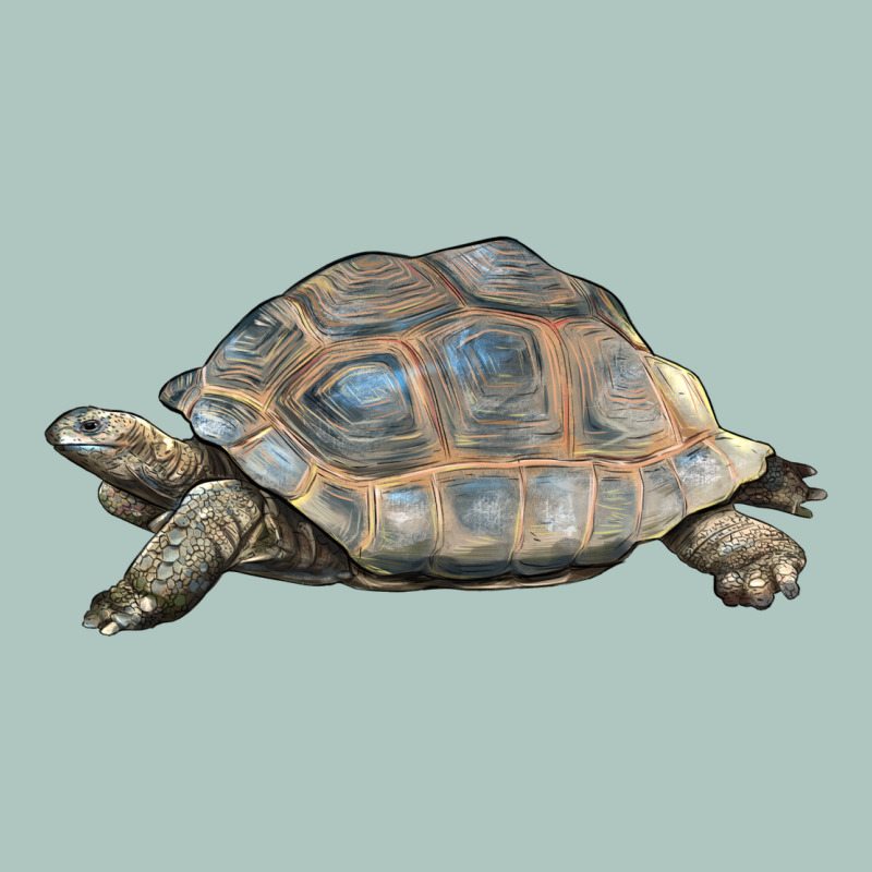 Tortoise Illustrations Premium Sweatshirt by LillyAllenDesigns | Teevron