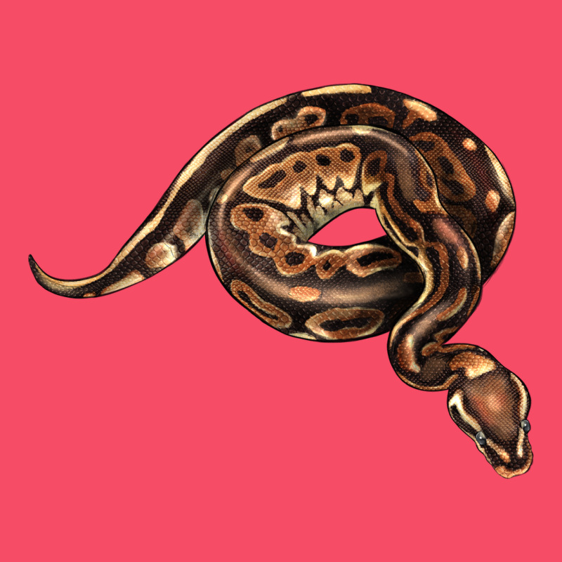 Royal Ball Python Illustrations Premium Sweatshirt by LillyAllenDesigns | Teevron