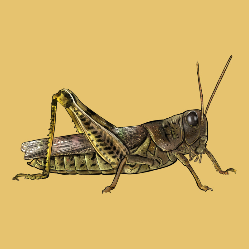 Grasshopper Premium Sweatshirt by LillyAllenDesigns | Teevron