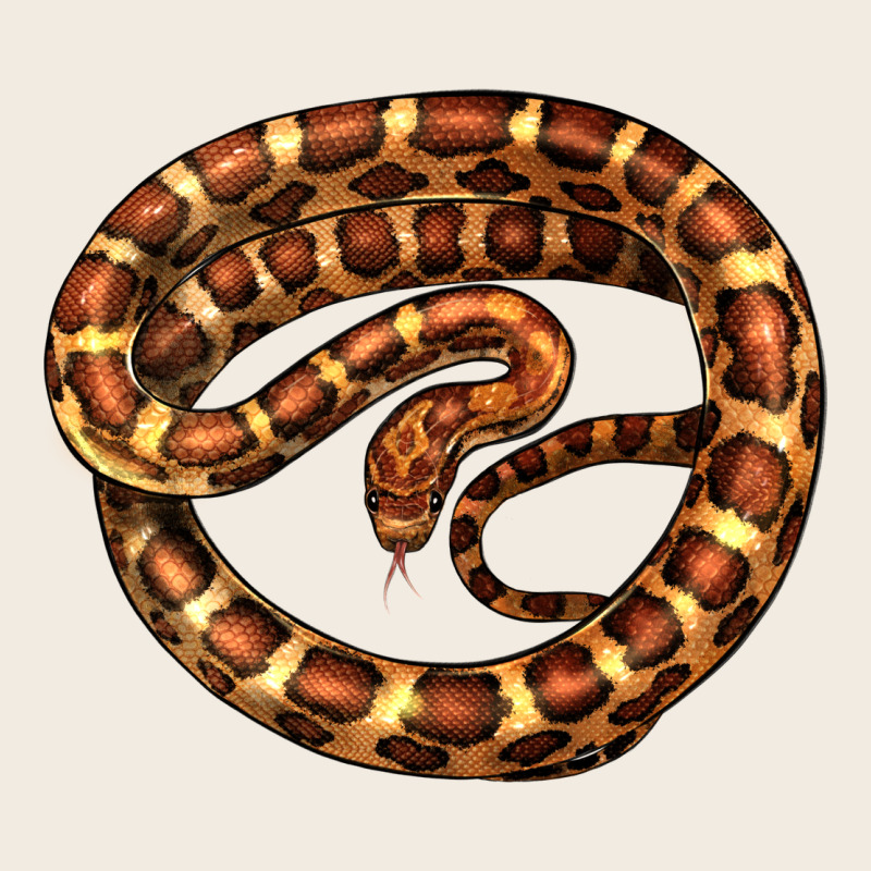 Corn Snake Illustrations Premium Sweatshirt by LillyAllenDesigns | Teevron