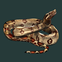 Red Tail Boa Snake Premium Sweatshirt | Teevron