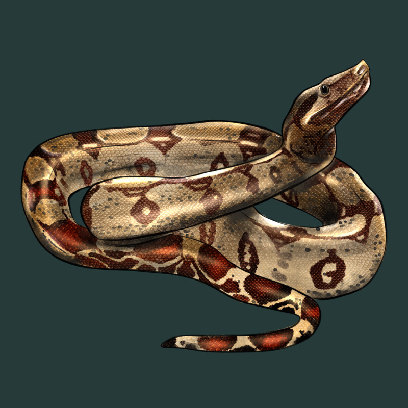 Red Tail Boa Snake Premium Sweatshirt by LillyAllenDesigns | Teevron