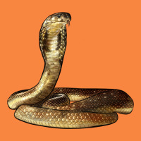 King Cobra Snake Premium Sweatshirt | Teevron