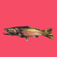 Steelhead Trout Premium Sweatshirt | Teevron