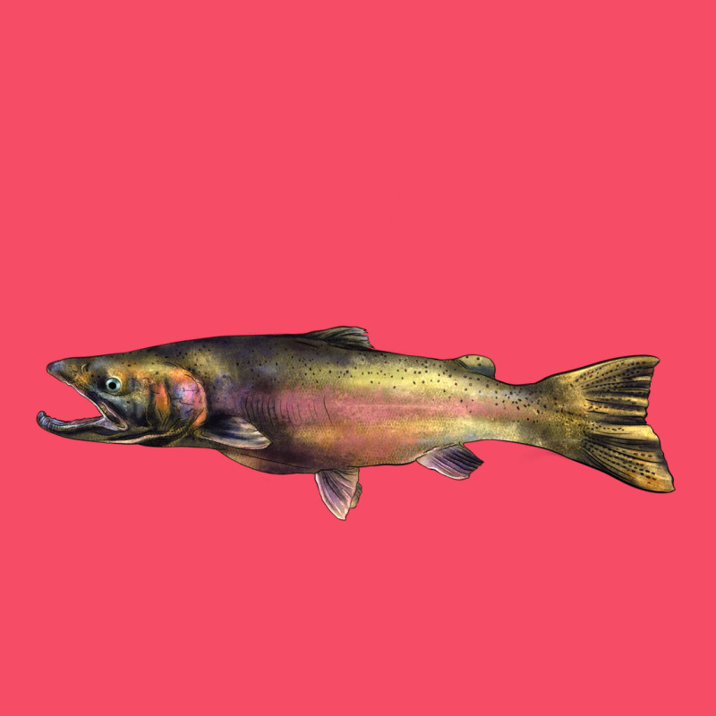 Steelhead Trout Premium Sweatshirt by LillyAllenDesigns | Teevron