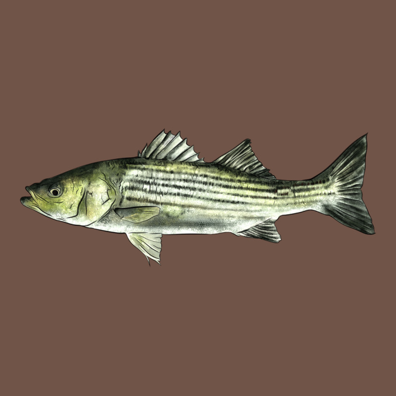 Striped Bass Premium Sweatshirt by LillyAllenDesigns | Teevron
