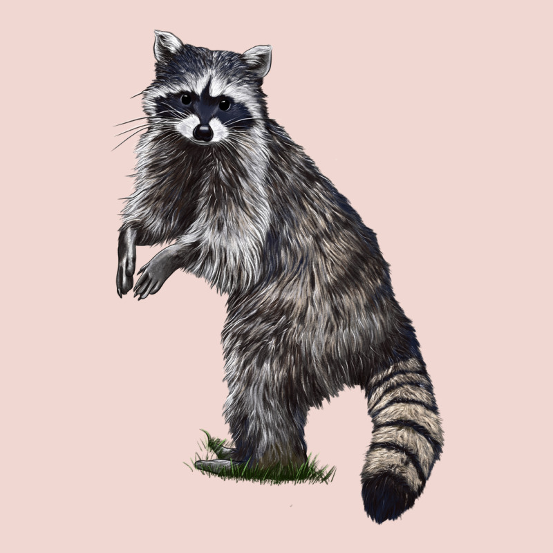 Raccoon Illustrations Premium Sweatshirt by LillyAllenDesigns | Teevron