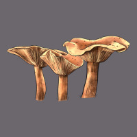 Lactarius Rufus Mushroom Premium Sweatshirt | Teevron