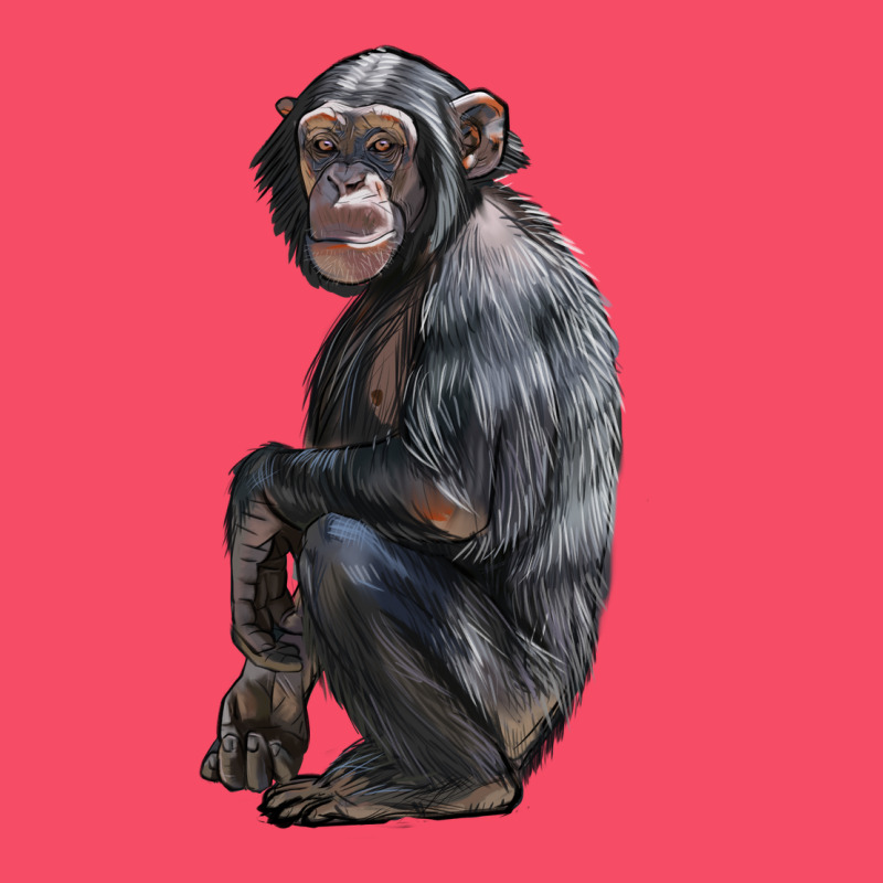 Chimpanzee Illustrations Premium Sweatshirt by LillyAllenDesigns | Teevron
