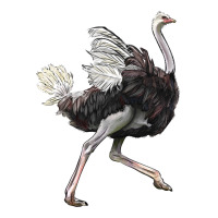 Ostrich | Teevron