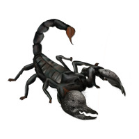 scorpion | Teevron