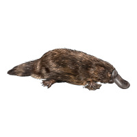 Platypus | Teevron