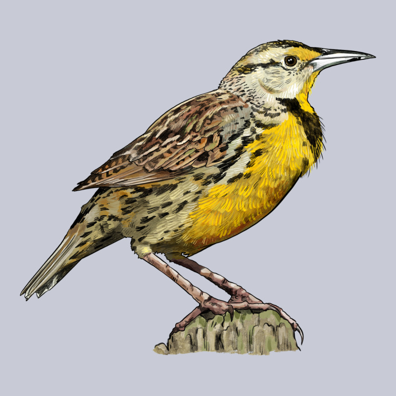 Western Meadowlark Heavyweight Hoodie by LillyAllenDesigns | Teevron