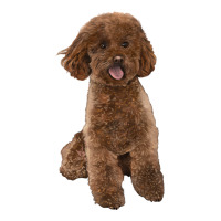 Poodles Dog lllustrations | Teevron
