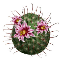 arizona fishhook cactus | Teevron