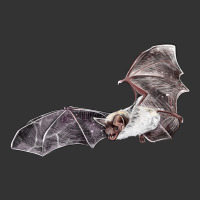 mexican free tailed bat | Teevron