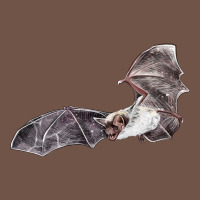 Mexican Free Tailed Bat Premium Sweatshirt | Teevron