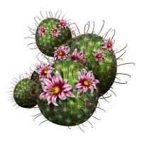 arizona fishhook cacti | Teevron