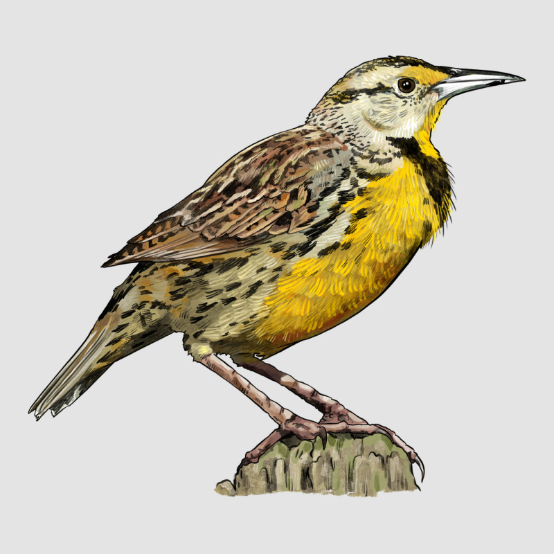 Western Meadowlark Premium Sweatshirt by LillyAllenDesigns | Teevron