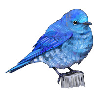 Mountain Bluebird | Teevron