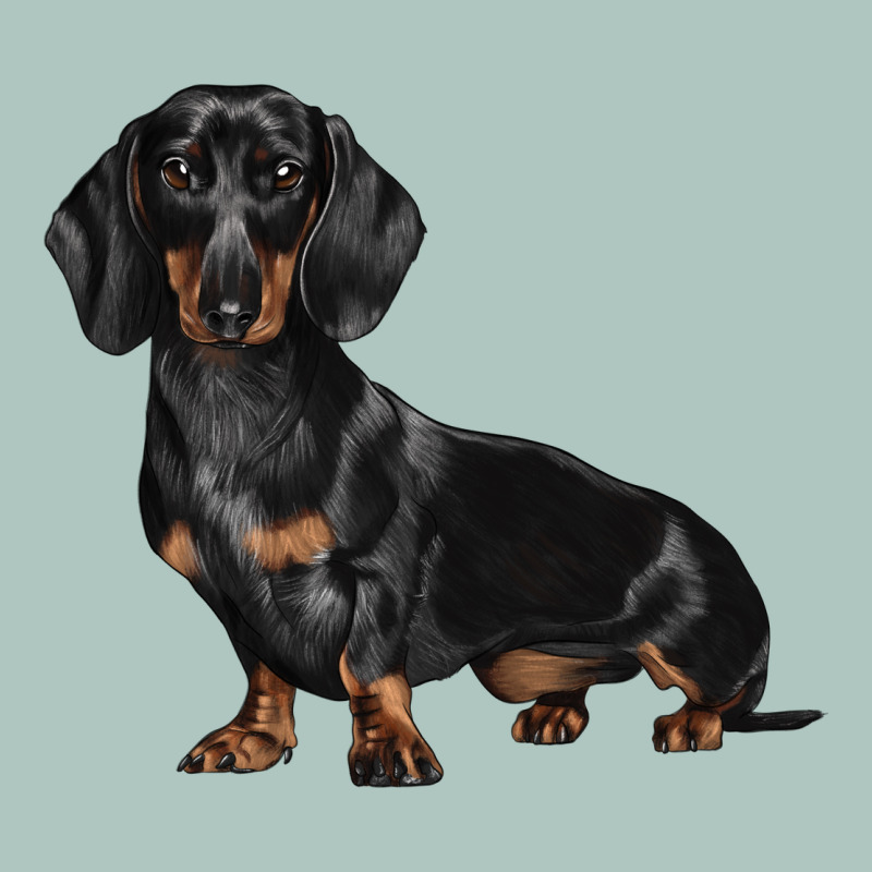 Dachshund Dog Illustrations Premium Sweatshirt by LillyAllenDesigns | Teevron
