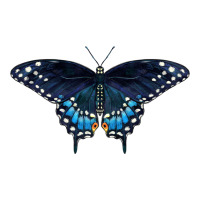 Black Swallowtail Butterfly | Teevron